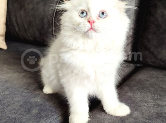 Mükemmel Bi̇r Lpnghai̇r Scotti̇sh Fold Erkek görsel