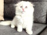 MÜKEMMEL BİR LPNGHAİR SCOTTİSH FOLD ERKEK