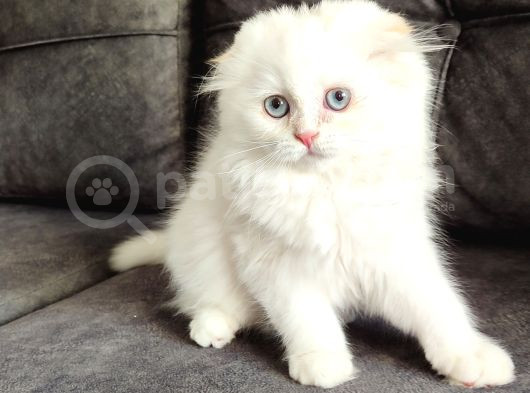 Mükemmel Bi̇r Lpnghai̇r Scotti̇sh Fold Erkek görsel