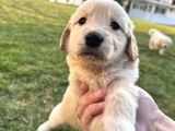 Uygun Fiyatlı Baby Face Golden Yavrularımız Ilk Gelen Alır