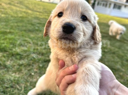 Uygun Fiyatlı Baby Face Golden Yavrularımız Ilk Gelen Alır görsel