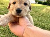 Uygun fiyatlı baby face golden yavrularımız ilk gelen alır