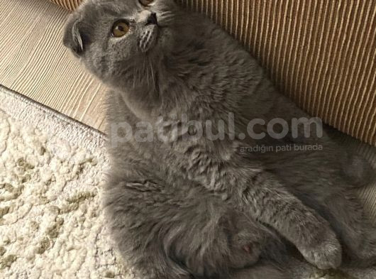 5 Aylik Scotti̇sh Fold Yavrularimiz görsel