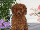 Mini puppy boy kıpkırmızı red braw tooy poodle 