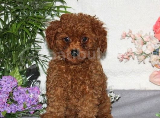 Mini Puppy Boy Kıpkırmızı Red Braw Tooy Poodle 