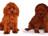 Mini Puppy Boy Kıpkırmızı Red Braw Tooy Poodle 