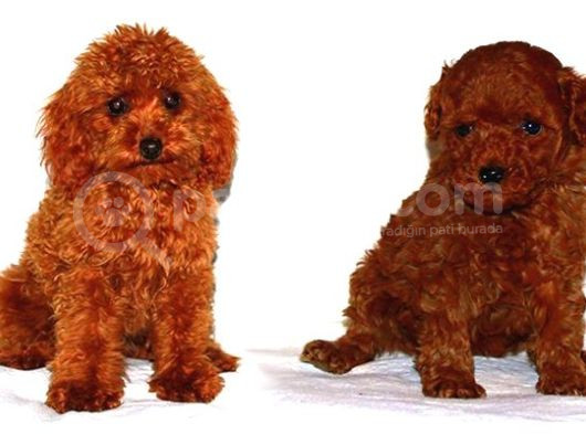 Mini Puppy Boy Kıpkırmızı Red Braw Tooy Poodle  görsel