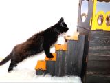 Safkan Secereli Maine Coon Oğlan