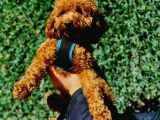 Kilo Ve Irk Garantili Poodle Yavrularım
