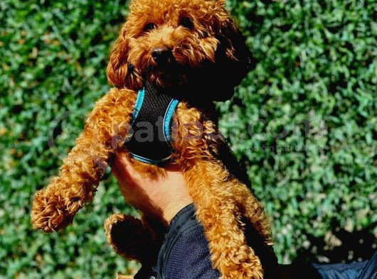 Kilo Ve Irk Garantili Poodle Yavrularım görsel