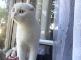 Ücretsiz Irk Dişi Kedi