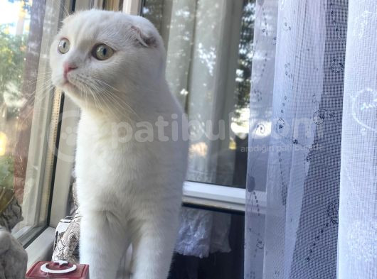 Ücretsiz Irk Dişi Kedi görsel