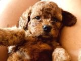 Kilo Ve Irk Garantili Poodle Yavrularım