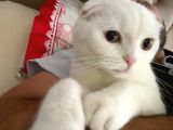 Ücretsiz Irk Dişi Kedi