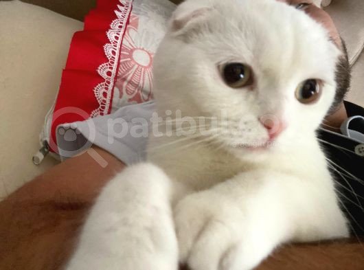 Ücretsiz Irk Dişi Kedi görsel