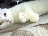 Ücretsiz Irk Dişi Kedi