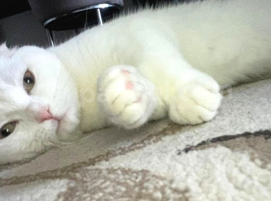 Ücretsiz Irk Dişi Kedi görsel