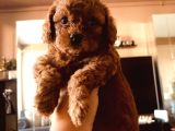 Kilo Ve Irk Garantili Poodle Yavrularım