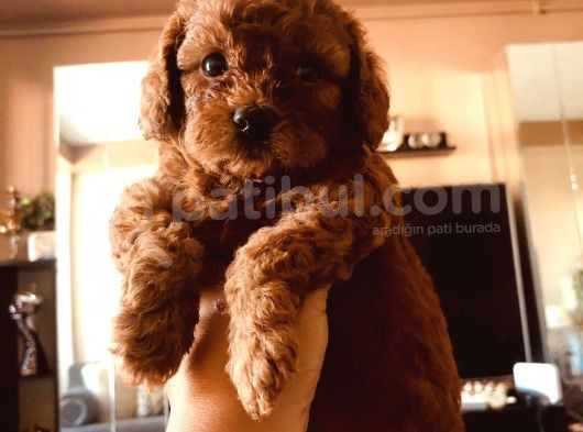 Kilo Ve Irk Garantili Poodle Yavrularım görsel