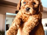 Kilo Ve Irk Garantili Poodle Yavrularım