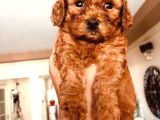 Kilo ve ırk garantili poodle yavrularım