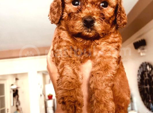 Kilo Ve Irk Garantili Poodle Yavrularım