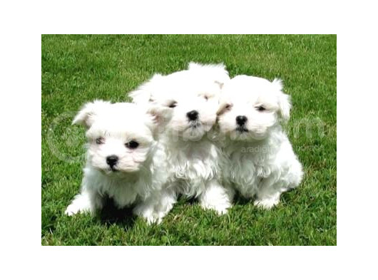 Topaç Gibi Maltese Bebeklerimiz görsel