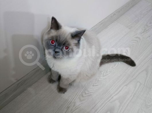 Safkan British Bluepoint Kedimize Yeni Yuva Arıyoruz görsel