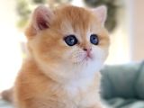 Lisanslı Üretim Evinden Baby Face Golden Ny12