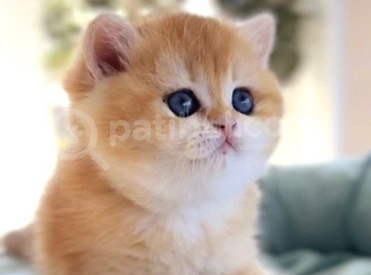 Lisanslı Üretim Evinden Baby Face Golden Ny12 görsel