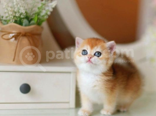Lisanslı Üretim Evinden Baby Face Golden Ny12 görsel
