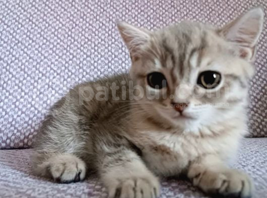Erkek Ve Dişi Sevimli Yavrular görsel