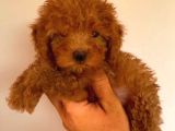 Red braw kıpkırmızı ev üretimi TOOY POODLE 