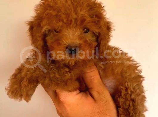 Red Braw Kıpkırmızı Ev Üretimi Tooy Poodle 