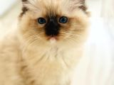 Yurtdışından Ragdoll Anne Ve Baba Şecereli Yavru Kedi