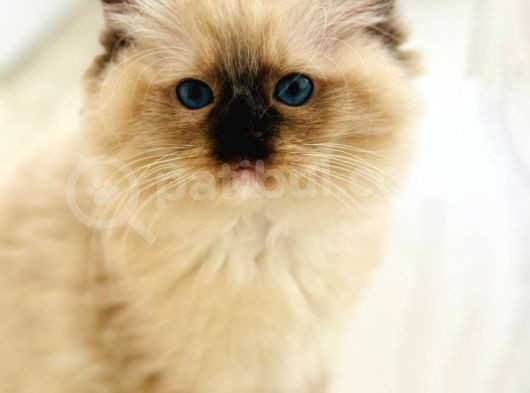 Yurtdışından Ragdoll Anne Ve Baba Şecereli Yavru Kedi görsel