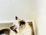 Yurtdışından Ragdoll Anne Ve Baba Şecereli Yavru Kedi