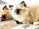 Yurtdışından Ragdoll Anne Ve Baba Şecereli Yavru Kedi