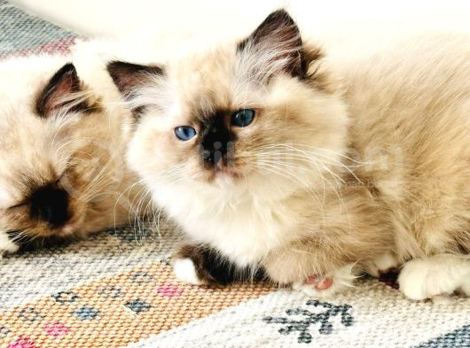 Yurtdışından Ragdoll Anne Ve Baba Şecereli Yavru Kedi görsel