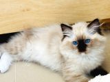 Yurtdışından Ragdoll anne ve baba şecereli yavru kedi