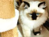 Yurtdışından Ragdoll Anne Ve Baba Şecereli Yavru Kedi