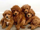 Kahve tonlu mini boy puppy sevimli yavrular MALTİPO CİNSİ 