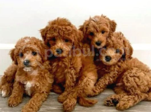 Kahve Tonlu Mini Boy Puppy Sevimli Yavrular Malti̇po Ci̇nsi̇ 