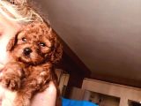 Kilo Ve Irk Garantili Poodle Yavrularım
