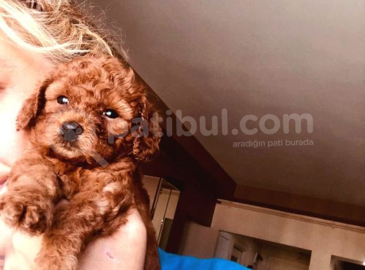 Kilo Ve Irk Garantili Poodle Yavrularım görsel
