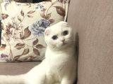 ücretsiz ırk dişi kedi