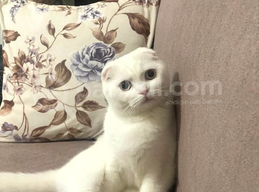 Ücretsiz Irk Dişi Kedi