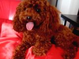 Kilo Ve Irk Garantili Poodle Yavrularım