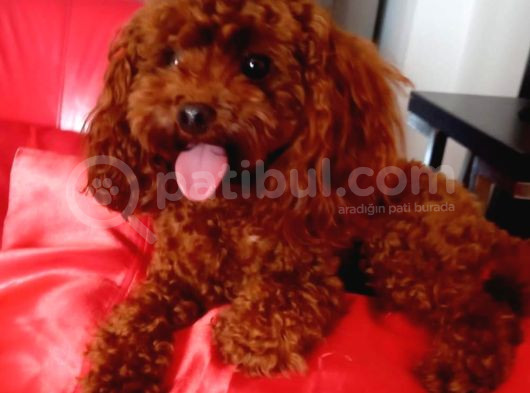 Kilo Ve Irk Garantili Poodle Yavrularım görsel