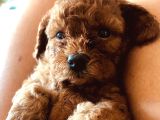 Kilo Ve Irk Garantili Poodle Yavrularım
